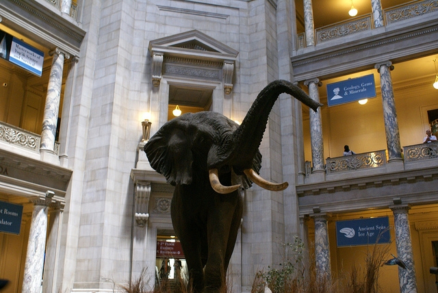 Smithsonian National Museum of Natural History Waszyngton